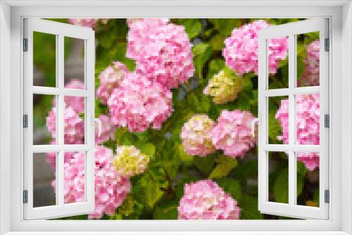 Fototapeta Naklejka Na Ścianę Okno 3D - Hydrangea pink flowers in bloom garde