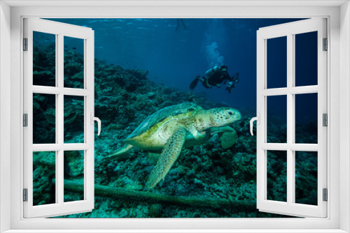 Fototapeta Naklejka Na Ścianę Okno 3D - Diver and green sea turtle in Derawan, Kalimantan underwater