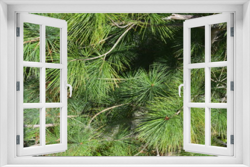 Fototapeta Naklejka Na Ścianę Okno 3D - Pinus thunbergii Parl in the countryside