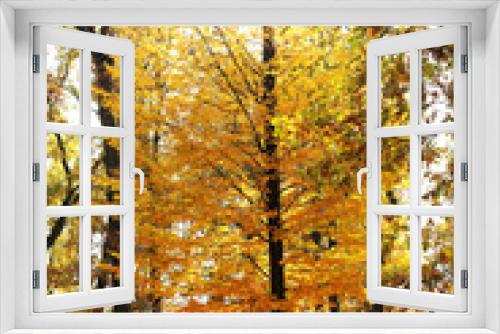 Fototapeta Naklejka Na Ścianę Okno 3D - Beautiful autumn trees in park