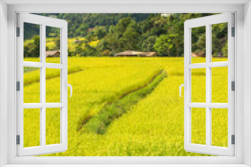 Fototapeta Naklejka Na Ścianę Okno 3D - Golden field rice