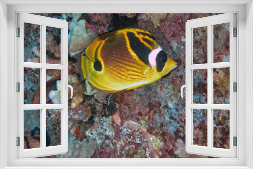 Fototapeta Naklejka Na Ścianę Okno 3D - raccoon butterflyfish ,Chaetodon lunula,