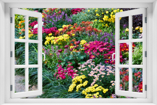 Fototapeta Naklejka Na Ścianę Okno 3D - Beautiful Chrysanthemums bloom in the garden