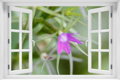 Fototapeta Naklejka Na Ścianę Okno 3D - Floral background, purple flowers, macro photography.