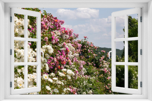 Fototapeta Naklejka Na Ścianę Okno 3D - Rose bushes with blossoms in full bloom  with different colors in pink, white and red