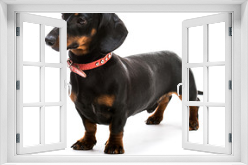Fototapeta Naklejka Na Ścianę Okno 3D - puppy dachshund