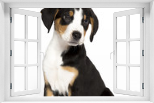 Fototapeta Naklejka Na Ścianę Okno 3D - Sitzender Appenzeller Sennenhund guckt zur Seite