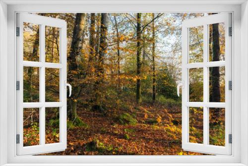 Fototapeta Naklejka Na Ścianę Okno 3D - Autumn in the Woods
