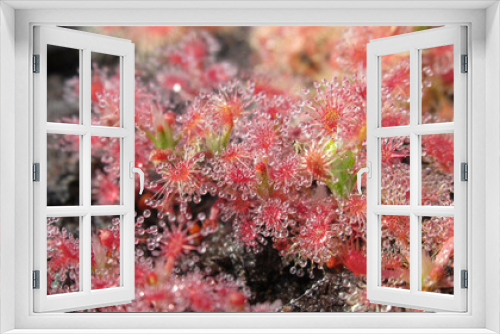 Fototapeta Naklejka Na Ścianę Okno 3D - Zbliżenie na niewielki rośliny z gatunku drosera