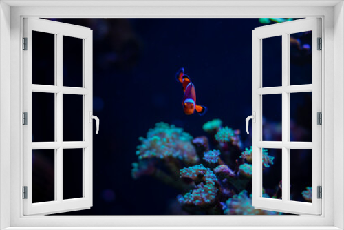 Fototapeta Naklejka Na Ścianę Okno 3D - Reef tank filled with water for keeping live underwater animals. A clownfish anemonefish swimming peacefully with corals and anemone