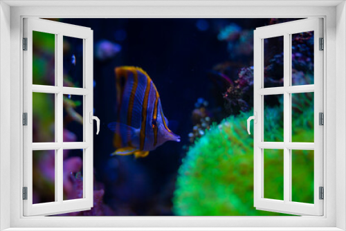 Fototapeta Naklejka Na Ścianę Okno 3D - Stunning beautiful Regal Angelfish (Pygoplites diacanthus) in an underwater world aquarium. Corals surrounding the fish.