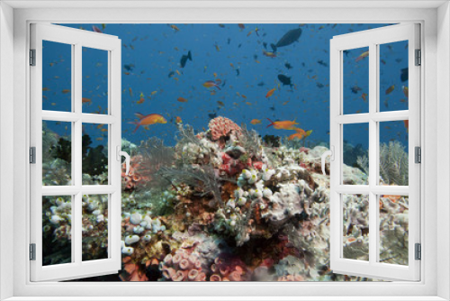 Fototapeta Naklejka Na Ścianę Okno 3D - diving