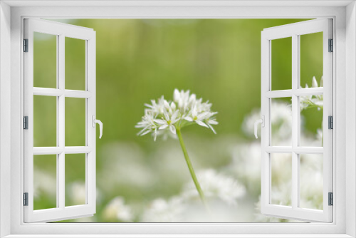Fototapeta Naklejka Na Ścianę Okno 3D - Wild forest flowers