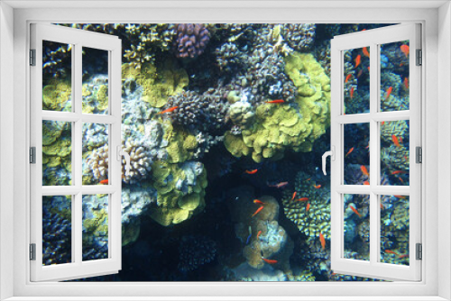 Fototapeta Naklejka Na Ścianę Okno 3D - Red sea coral reef diving background. Underwater world scuba dive experience. Small little orange fish shoal colorful texture. Water ecosystem. Exotic vacation attraction. Diving background.