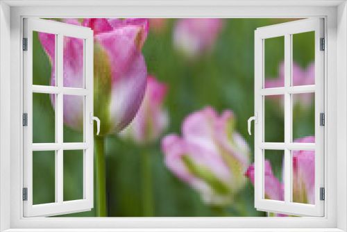 Fototapeta Naklejka Na Ścianę Okno 3D - pink tulips