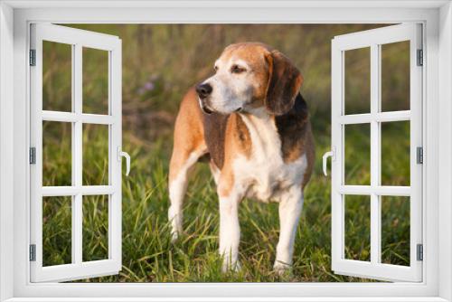 Fototapeta Naklejka Na Ścianę Okno 3D - Beautiful purebred smart beagle hunting dog in summer pasture