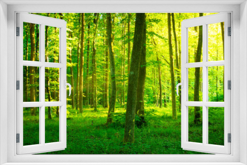 Fototapeta Naklejka Na Ścianę Okno 3D - Sunlight in fresh green forest