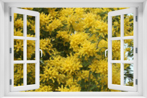 Fototapeta Naklejka Na Ścianę Okno 3D - Mimosa en fleurs	