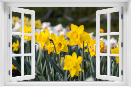 Fototapeta Naklejka Na Ścianę Okno 3D - Beautiful narcissus flowers bloom in the spring garden.