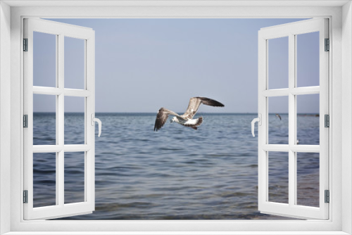 Fototapeta Naklejka Na Ścianę Okno 3D - Seagull On A Beach