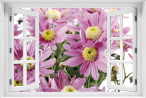 Fototapeta Naklejka Na Ścianę Okno 3D - Chrysanthemen (Chrysanthemum ),close-up