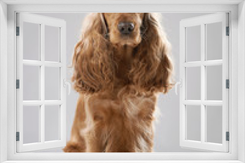 Fototapeta Naklejka Na Ścianę Okno 3D -  dog breed English Spaniel
