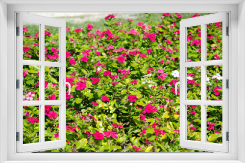Fototapeta Naklejka Na Ścianę Okno 3D - flowers
