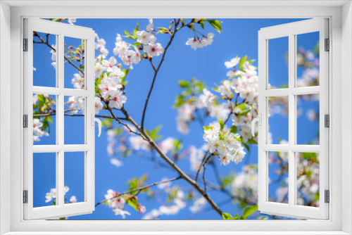 Fototapeta Naklejka Na Ścianę Okno 3D - Beautiful sakura flower (cherry blossom) in spring. sakura tree flower on blue sky.