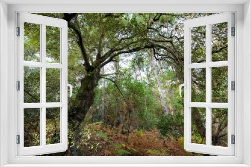 Fototapeta Naklejka Na Ścianę Okno 3D - Evergreen oak in forest