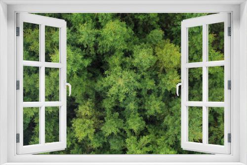 Fototapeta Naklejka Na Ścianę Okno 3D - Top view of green conifer trees in the forest.