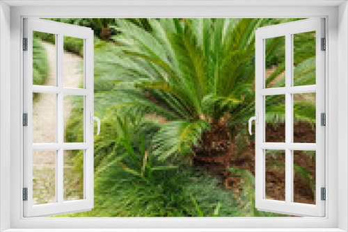 Fototapeta Naklejka Na Ścianę Okno 3D - Weg durch Garten mit Palmen