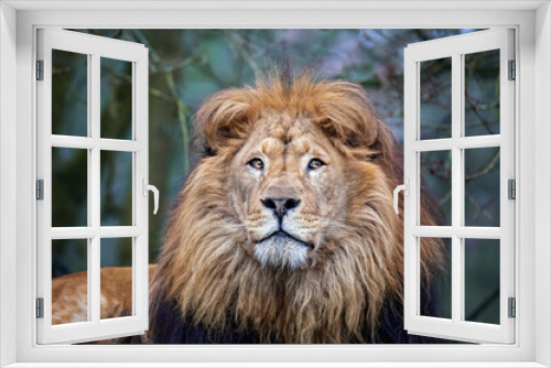 Fototapeta Naklejka Na Ścianę Okno 3D - lion king 