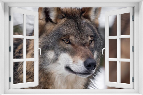 Fototapeta Naklejka Na Ścianę Okno 3D - european grey wolf portrait