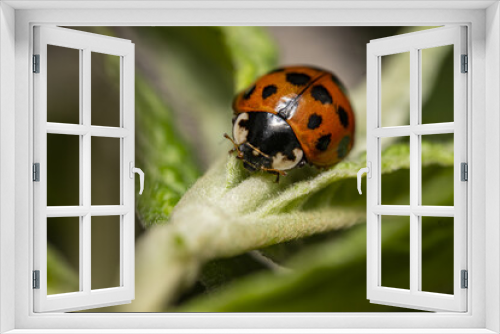 Fototapeta Naklejka Na Ścianę Okno 3D - ladybug on green leaf. ladybird or coccinellidae close up. Ladybug tropical forest wildlife focus dynamic.