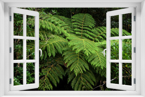 Fototapeta Naklejka Na Ścianę Okno 3D - Farn Baum in Neuseeland