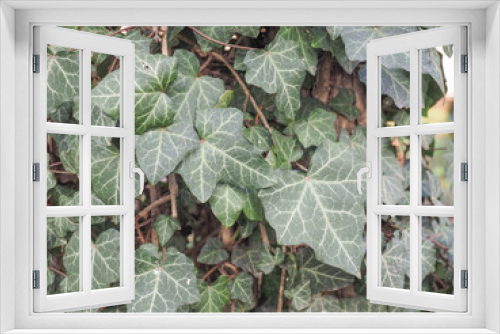 Fototapeta Naklejka Na Ścianę Okno 3D - Ivy leaves