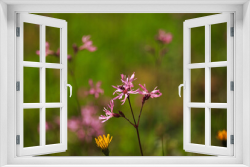 Fototapeta Naklejka Na Ścianę Okno 3D - pink flowers in the field
