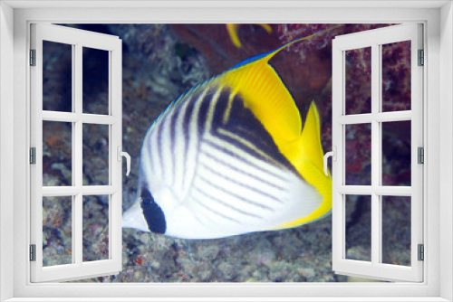 Fototapeta Naklejka Na Ścianę Okno 3D - Coral fish Threadfin butterflyfish