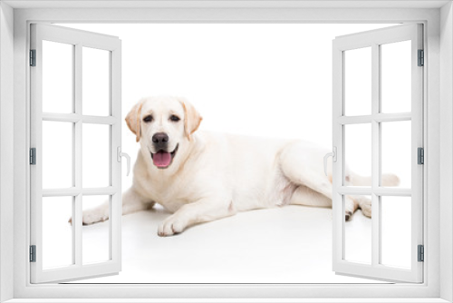 Fototapeta Naklejka Na Ścianę Okno 3D - Dogs