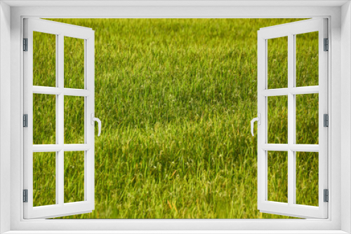 Fototapeta Naklejka Na Ścianę Okno 3D - Rice field background