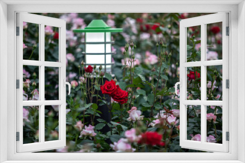 Fototapeta Naklejka Na Ścianę Okno 3D - View of the red roses in the garden