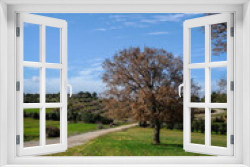 Fototapeta Naklejka Na Ścianę Okno 3D - country  gravel road in the field big trees blue sky green grass olive trees in the horizon