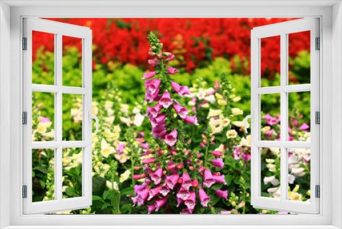 Fototapeta Naklejka Na Ścianę Okno 3D - blooming colorful Common Foxglove flowers,close-up of beautiful purple with white Common Foxglove flowers growing in the garden
