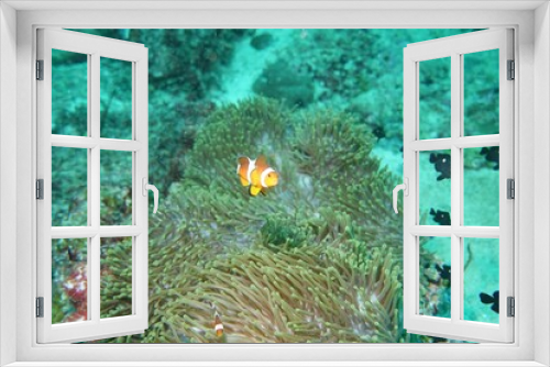 Fototapeta Naklejka Na Ścianę Okno 3D - Clownfish (Nemo fish) in the Andaman Sea – Thailand 