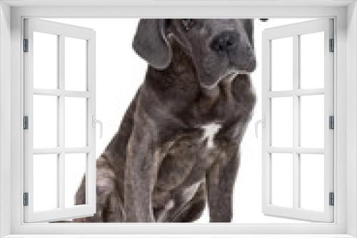 Fototapeta Naklejka Na Ścianę Okno 3D - grey cane corso puppy dog