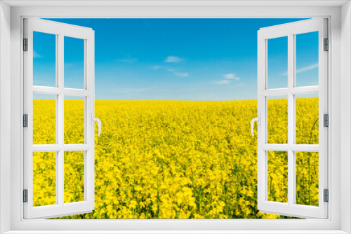 Fototapeta Naklejka Na Ścianę Okno 3D - Yellow field rapeseed in bloom. Yellow rapeseed field and blue sky
