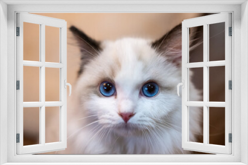 Fototapeta Naklejka Na Ścianę Okno 3D - Cute, small Ragdoll cat. 4 months old
