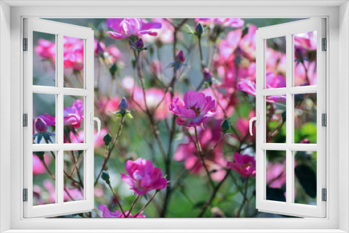 Fototapeta Naklejka Na Ścianę Okno 3D - Summer background with blooming rose