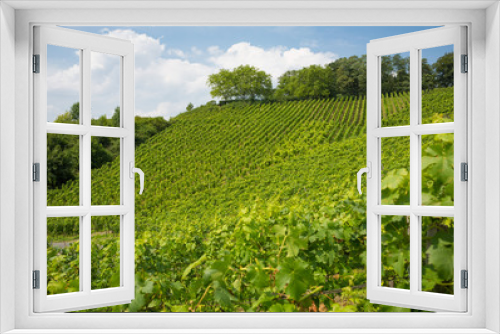 Fototapeta Naklejka Na Ścianę Okno 3D - Vineyard on hill in Nordrhein-Westfalen, Germany