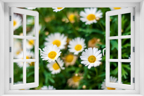 Fototapeta Naklejka Na Ścianę Okno 3D - Daisy Bloom
